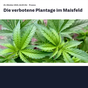 Read more about the article Die verbotene Plantage im Maisfeld